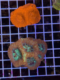 Bowerbanki Ultra rainbow colony