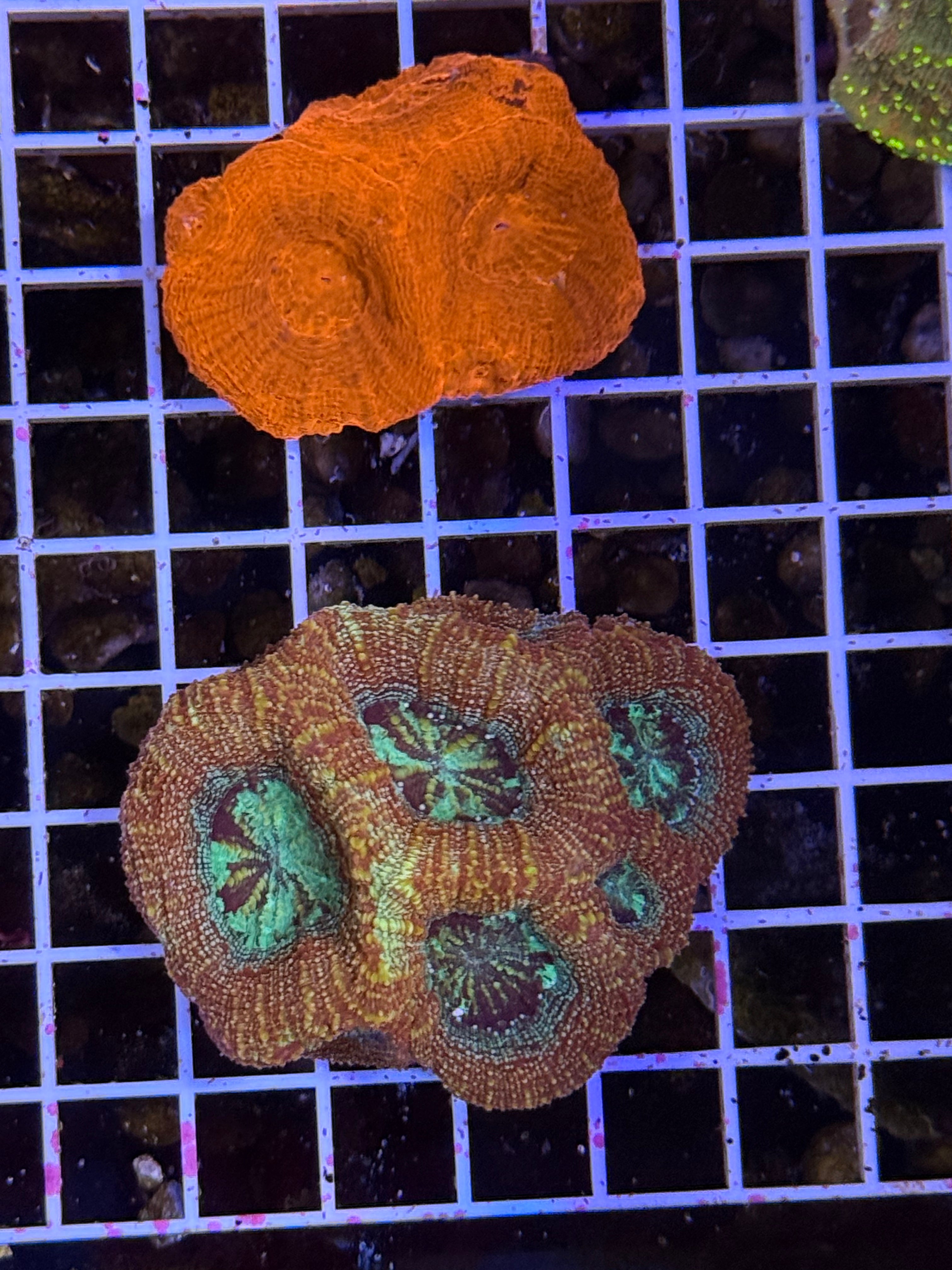 Bowerbanki Ultra rainbow colony