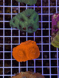 Bowerbanki ultra Colony super bright