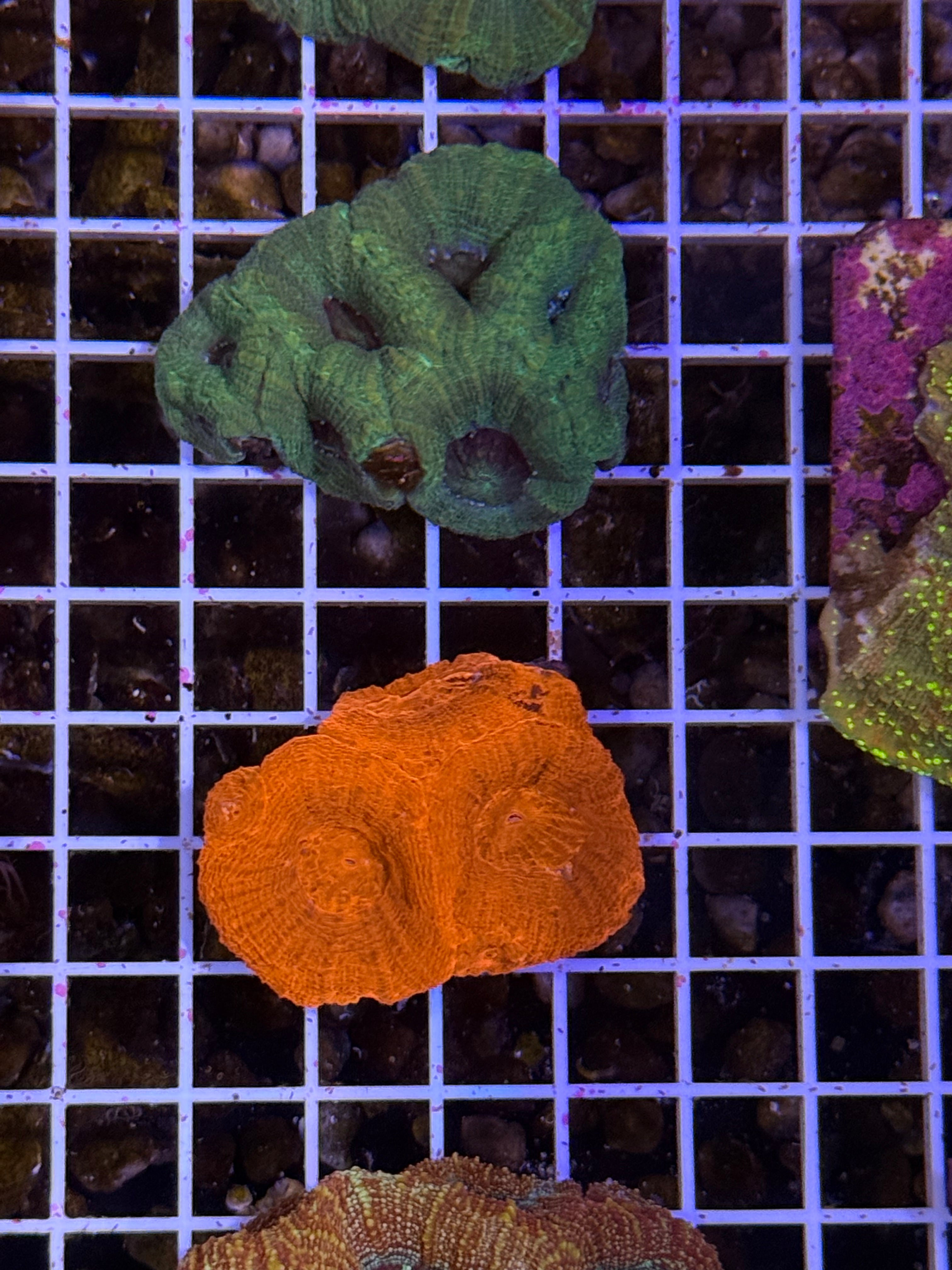 Bowerbanki ultra Colony super bright