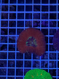 Rare dark red scoly