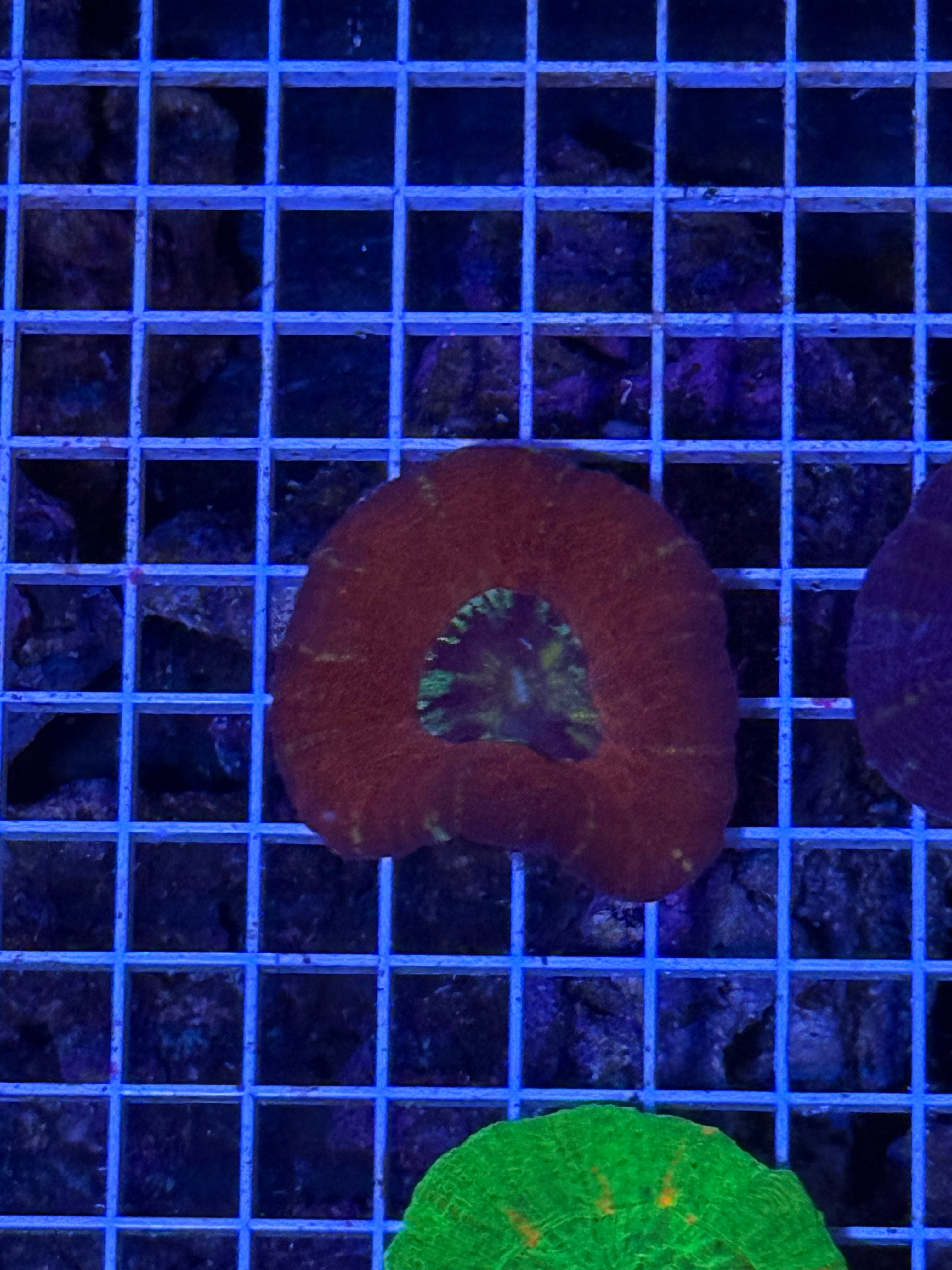 Rare dark red scoly
