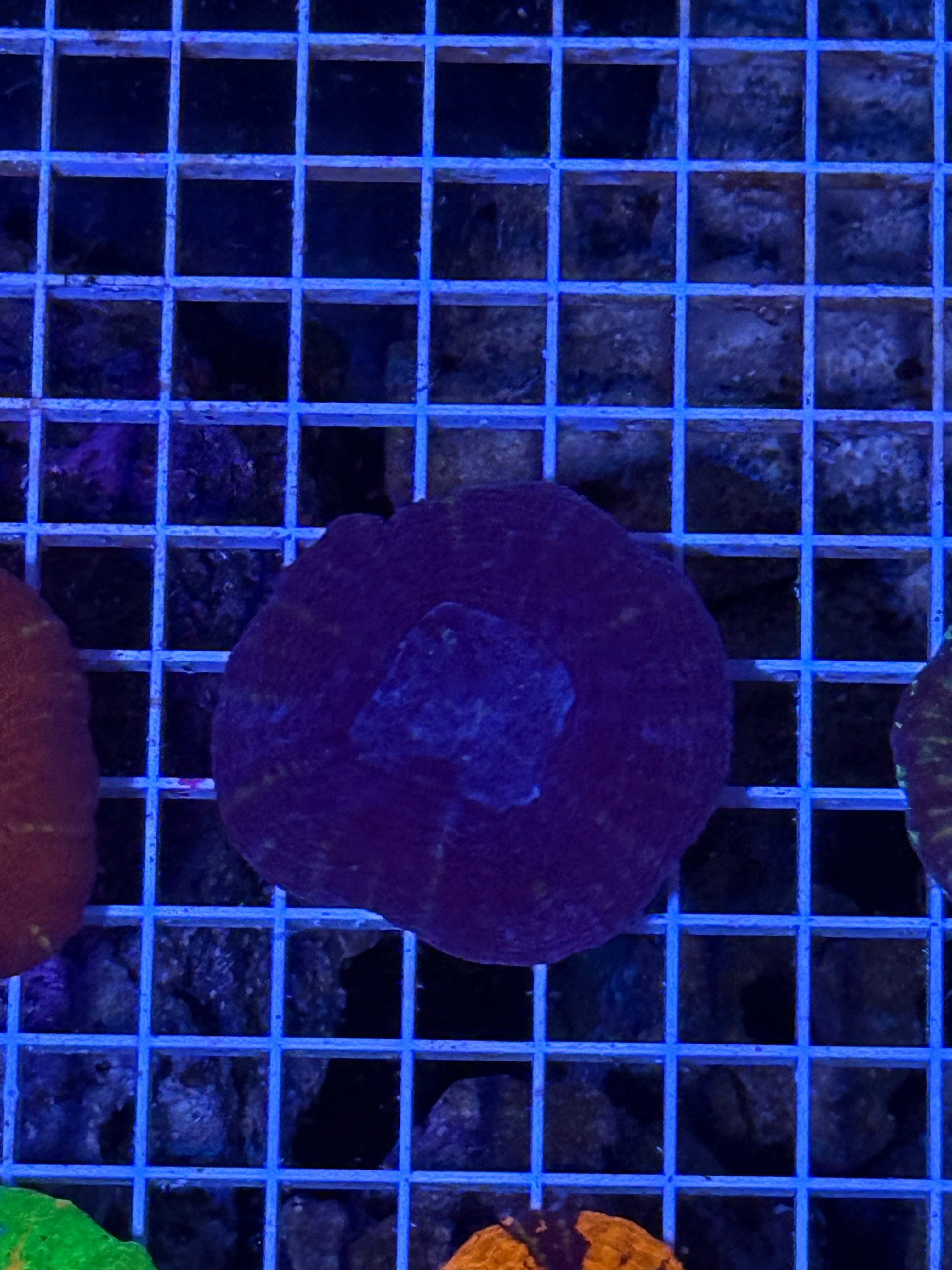 Purple Scoly Rare!