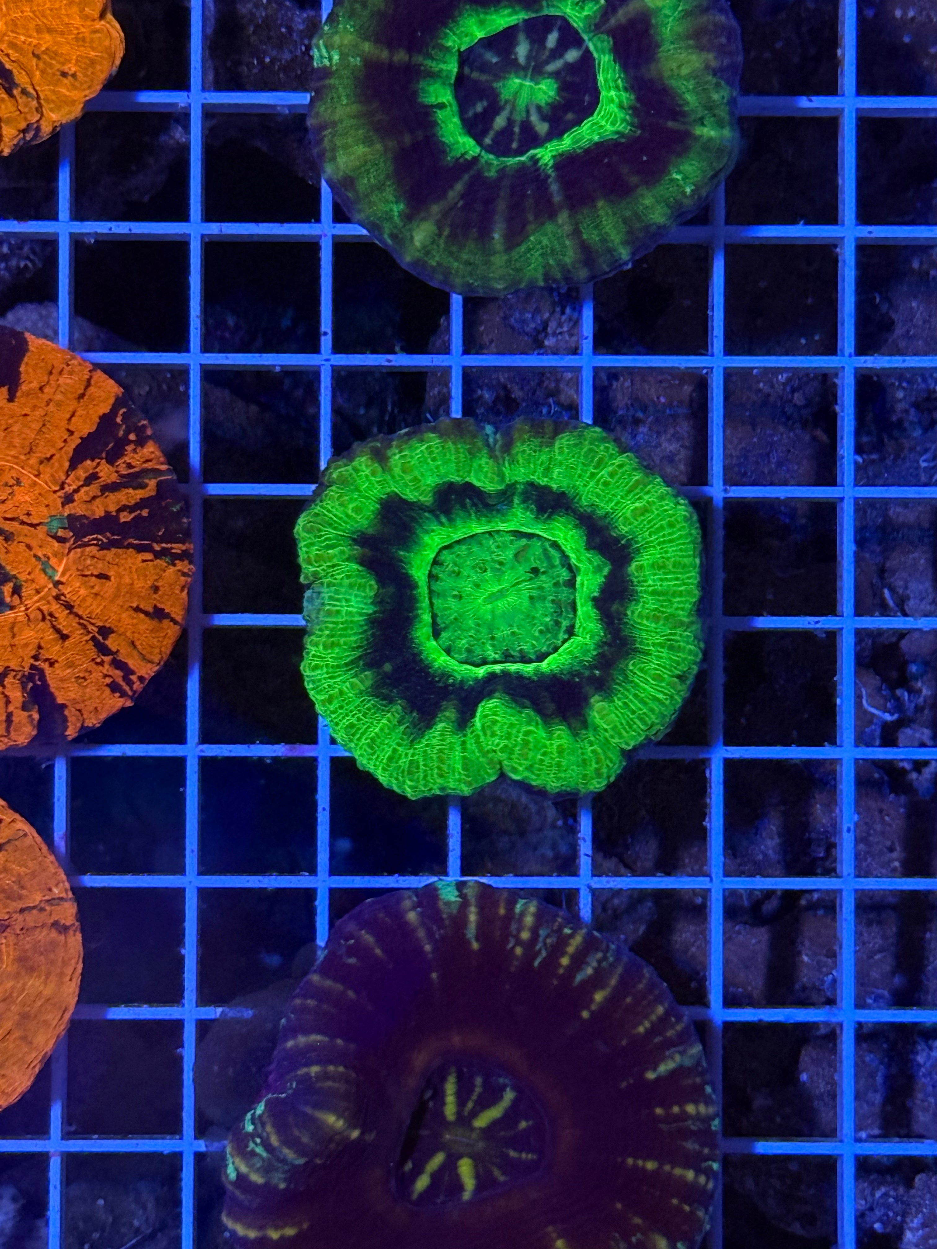 UFO Scoly