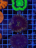 Unique Scoly