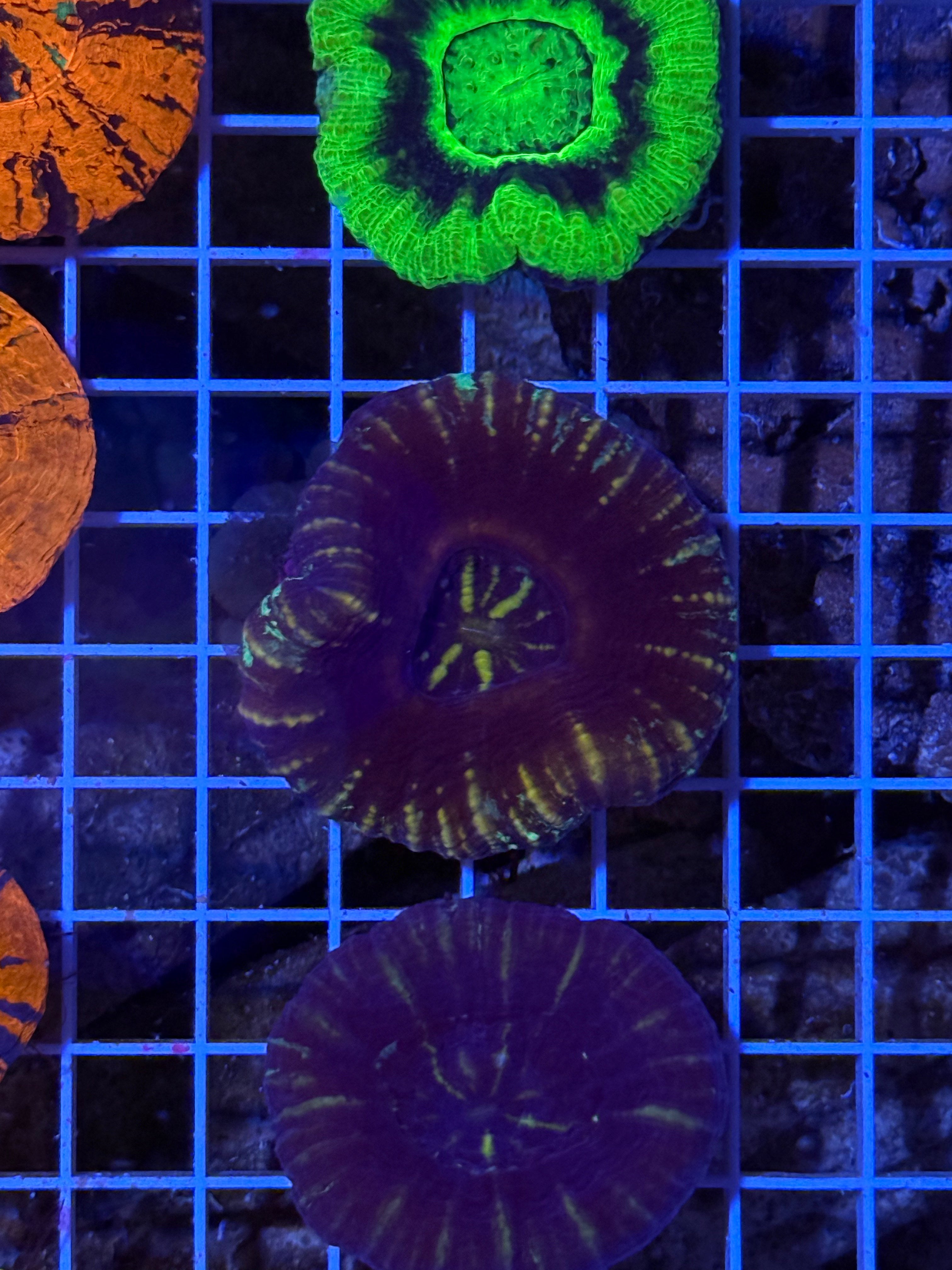 Unique Scoly