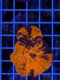 Warpaint double headed scoly RARE!