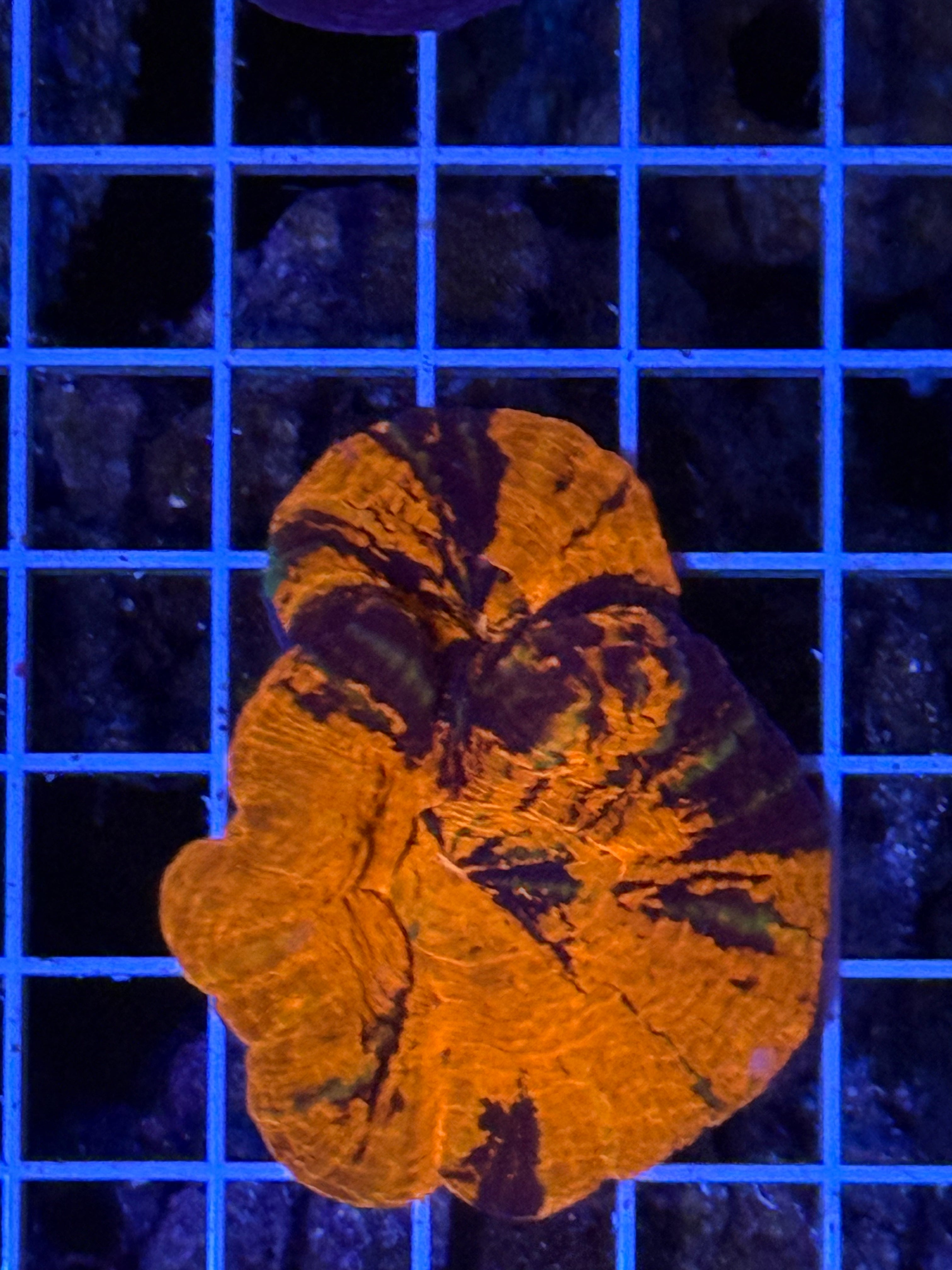 Warpaint double headed scoly RARE!