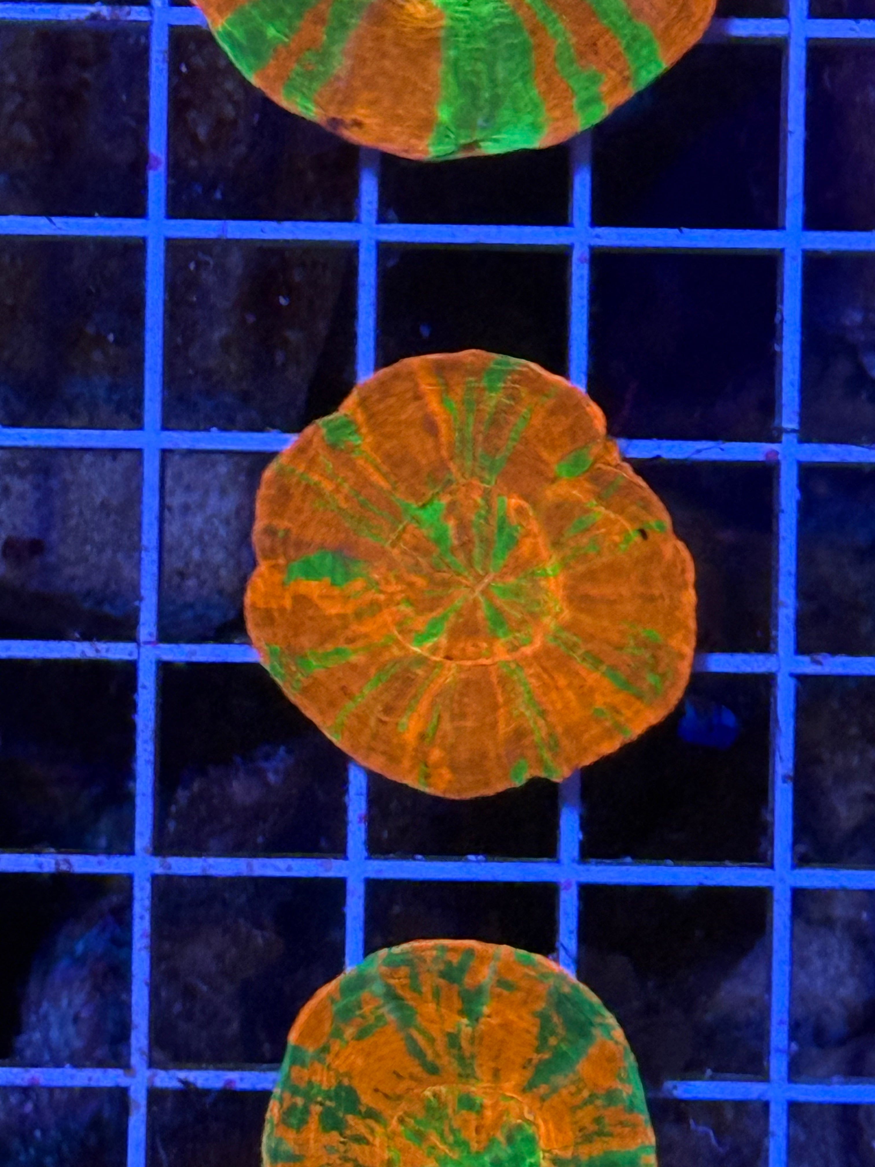 Reverse bleeding Apple Scoly