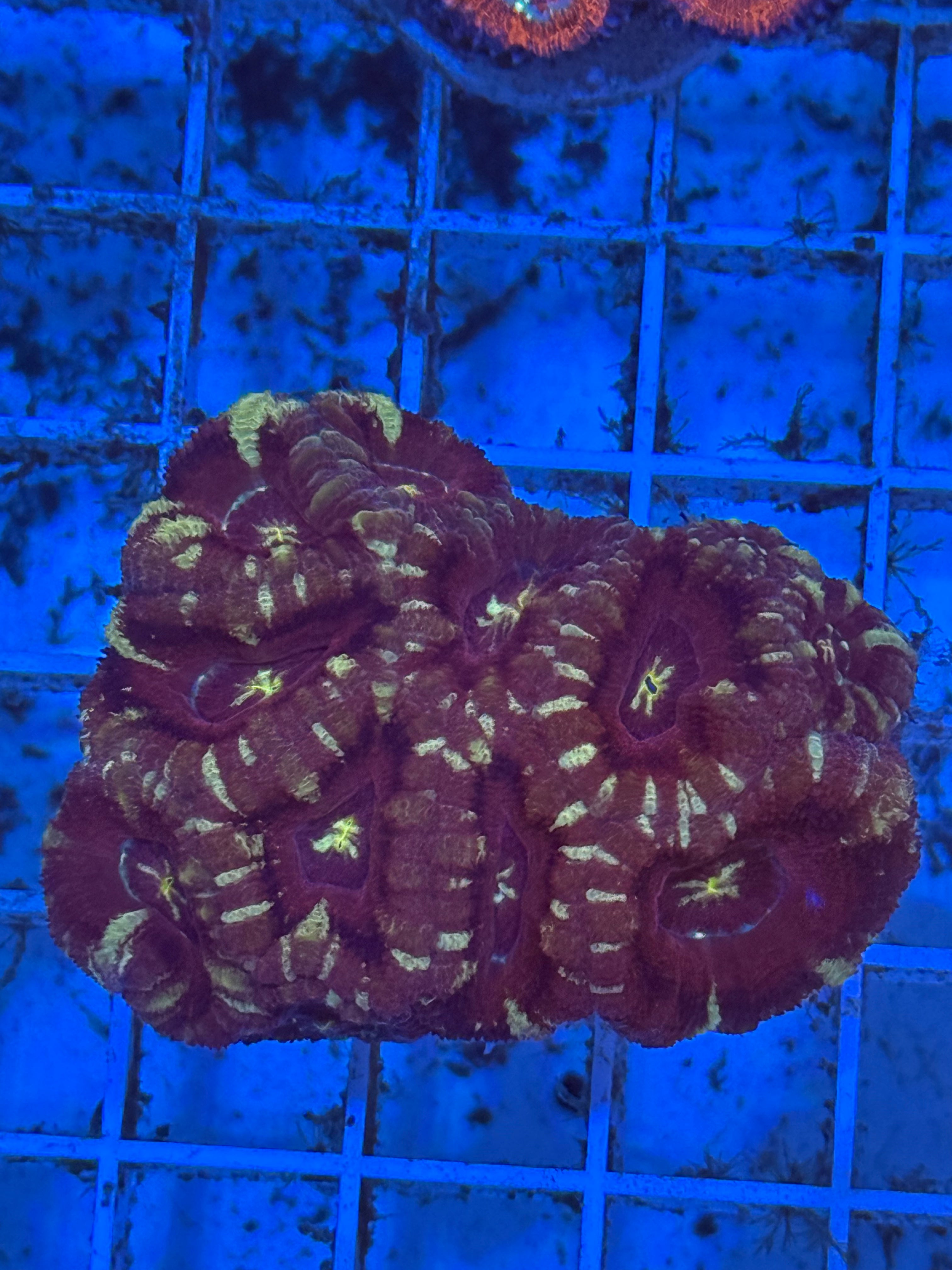 Acan Asain Mini Colony