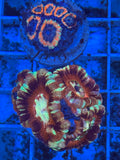 Acan Asain