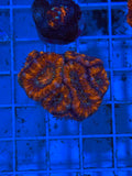 Acan Aussie Ultra Jumbo Frag