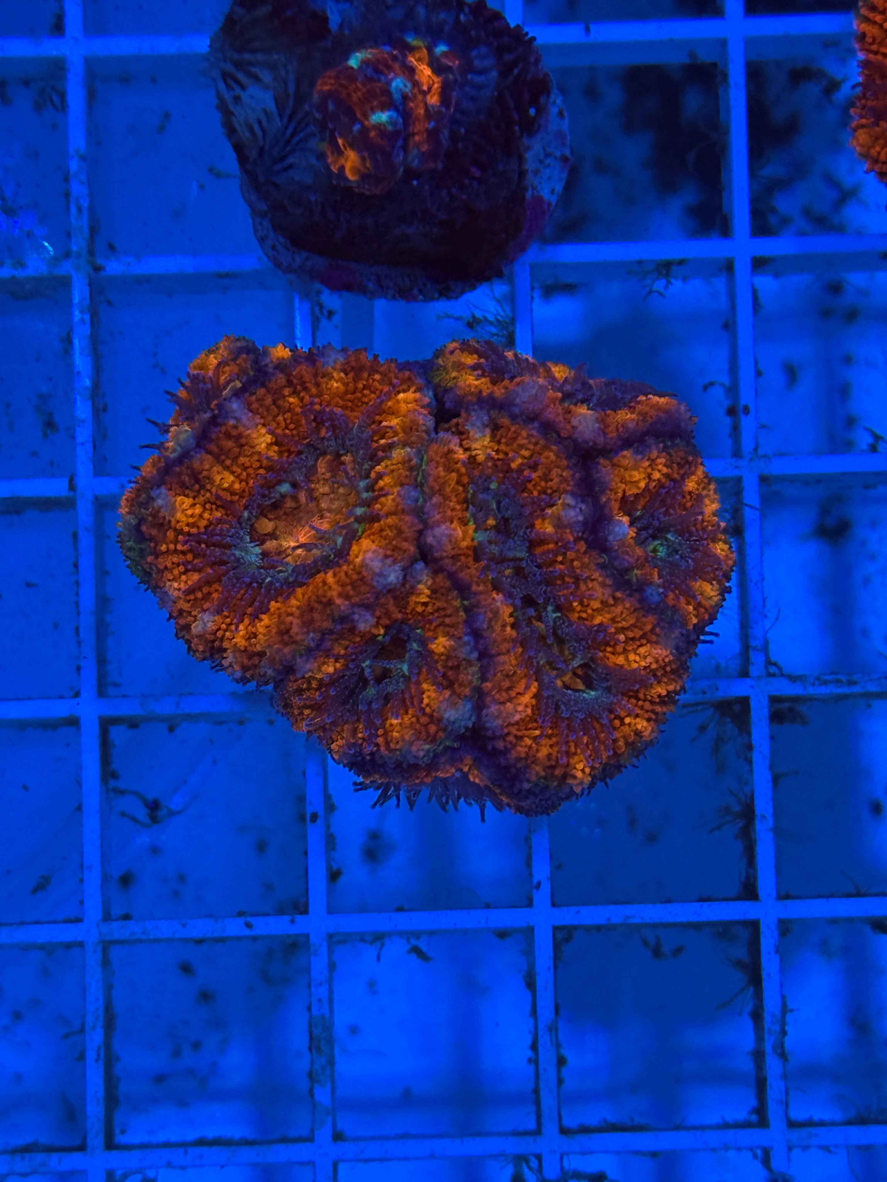 Acan Aussie Ultra Jumbo Frag
