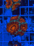 Acan Aussie Ultra Jumbo Frag