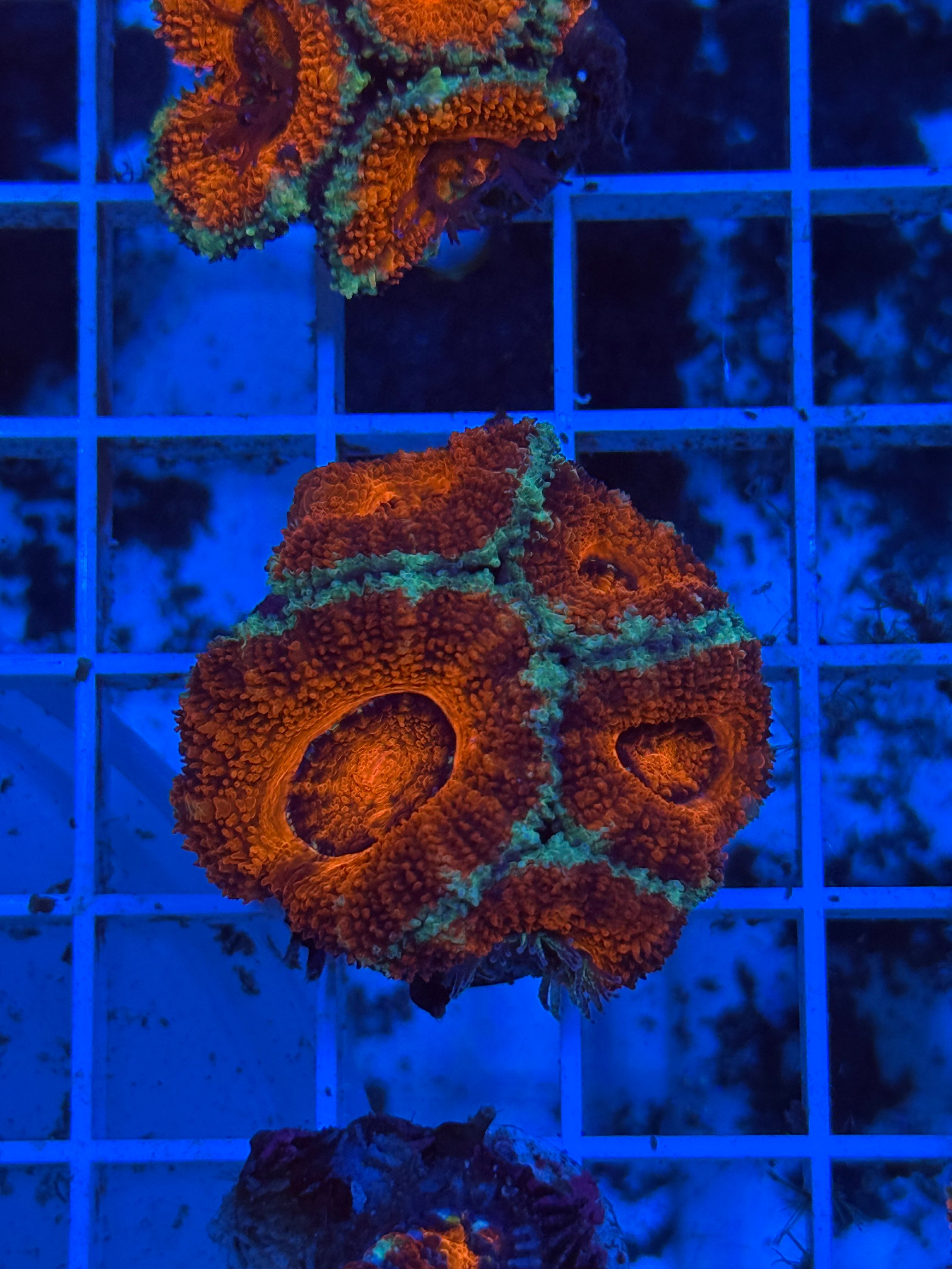 Acan Aussie Ultra Jumbo Frag