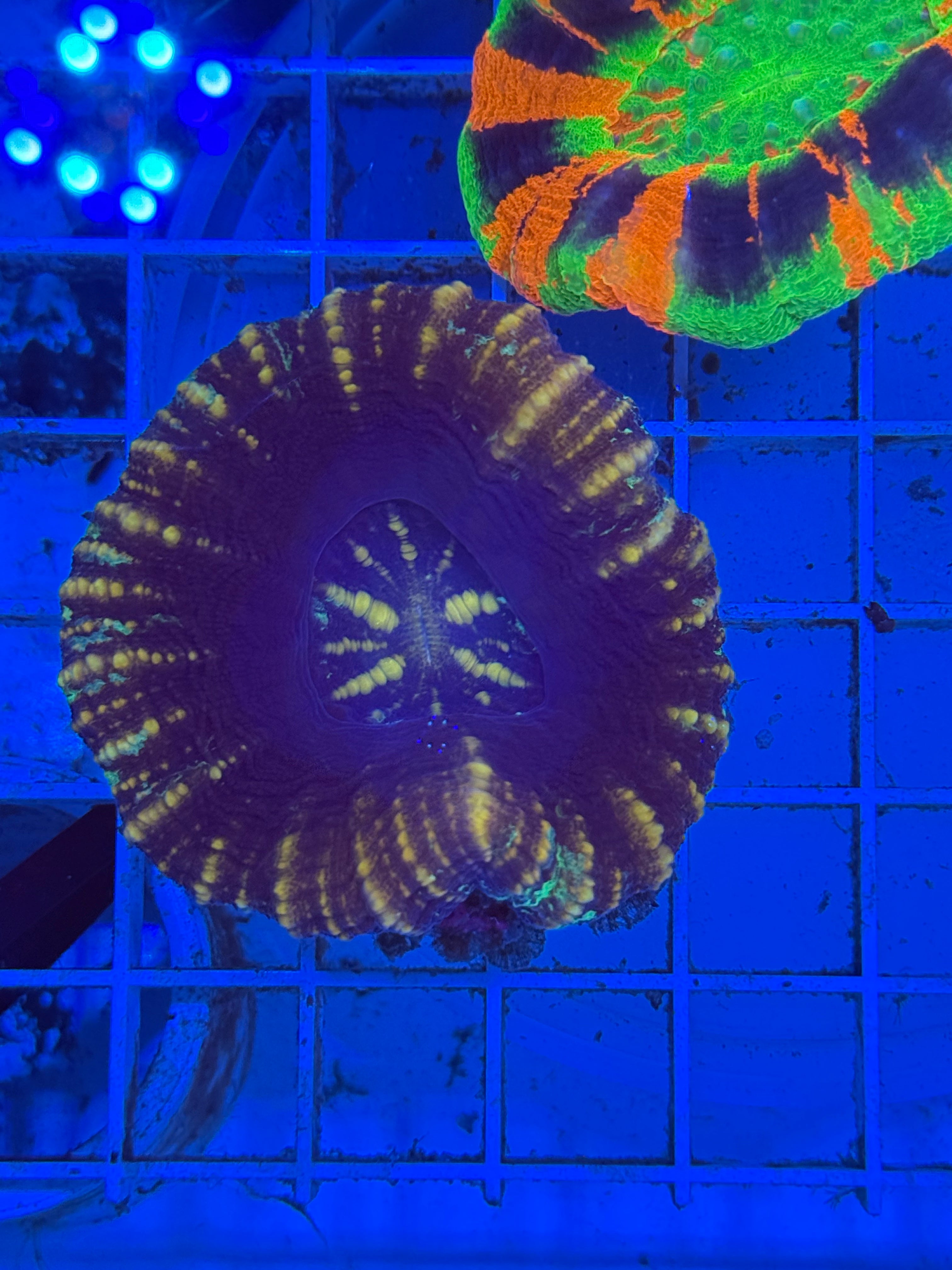 Scoly Ultra