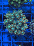 Goniopora Ultra rare Frag