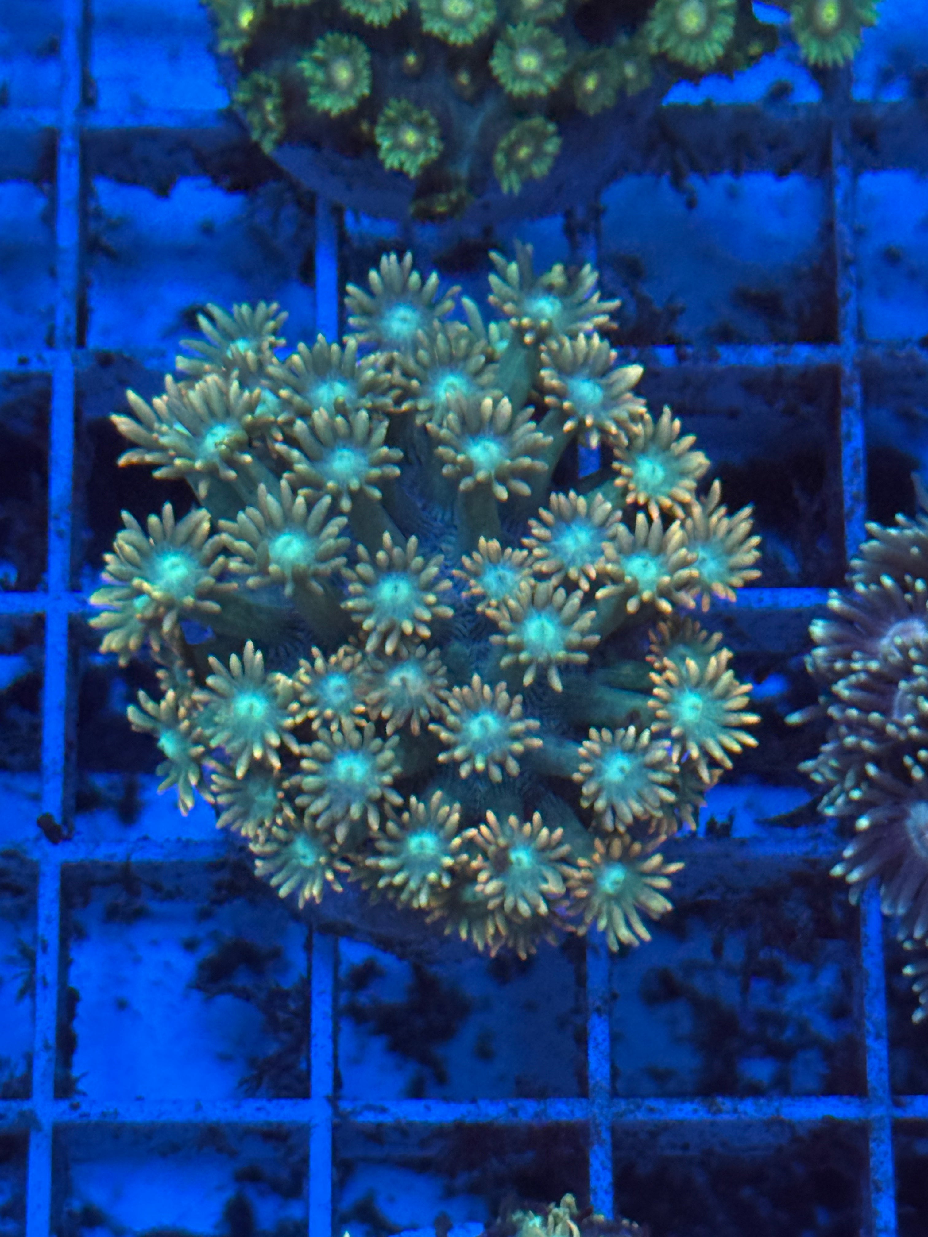 Goniopora Ultra rare Frag
