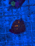 Mushroom Sunkist Bounce
