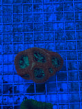 Bowerbanki Ultra Mini Colony