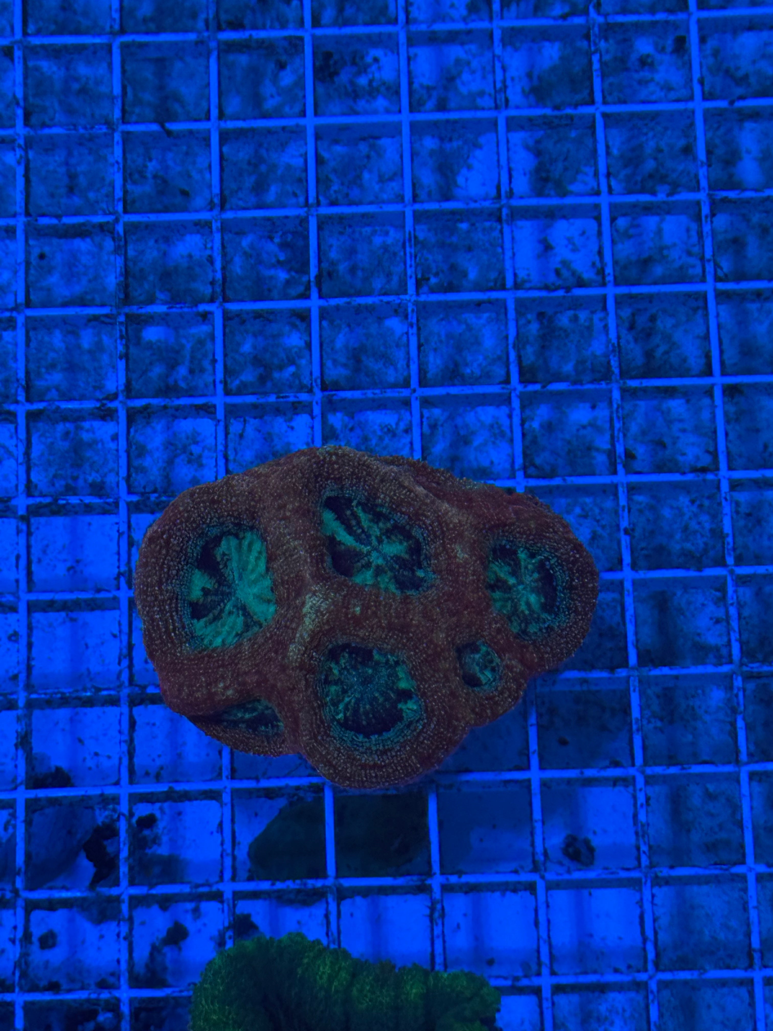 Bowerbanki Ultra Mini Colony