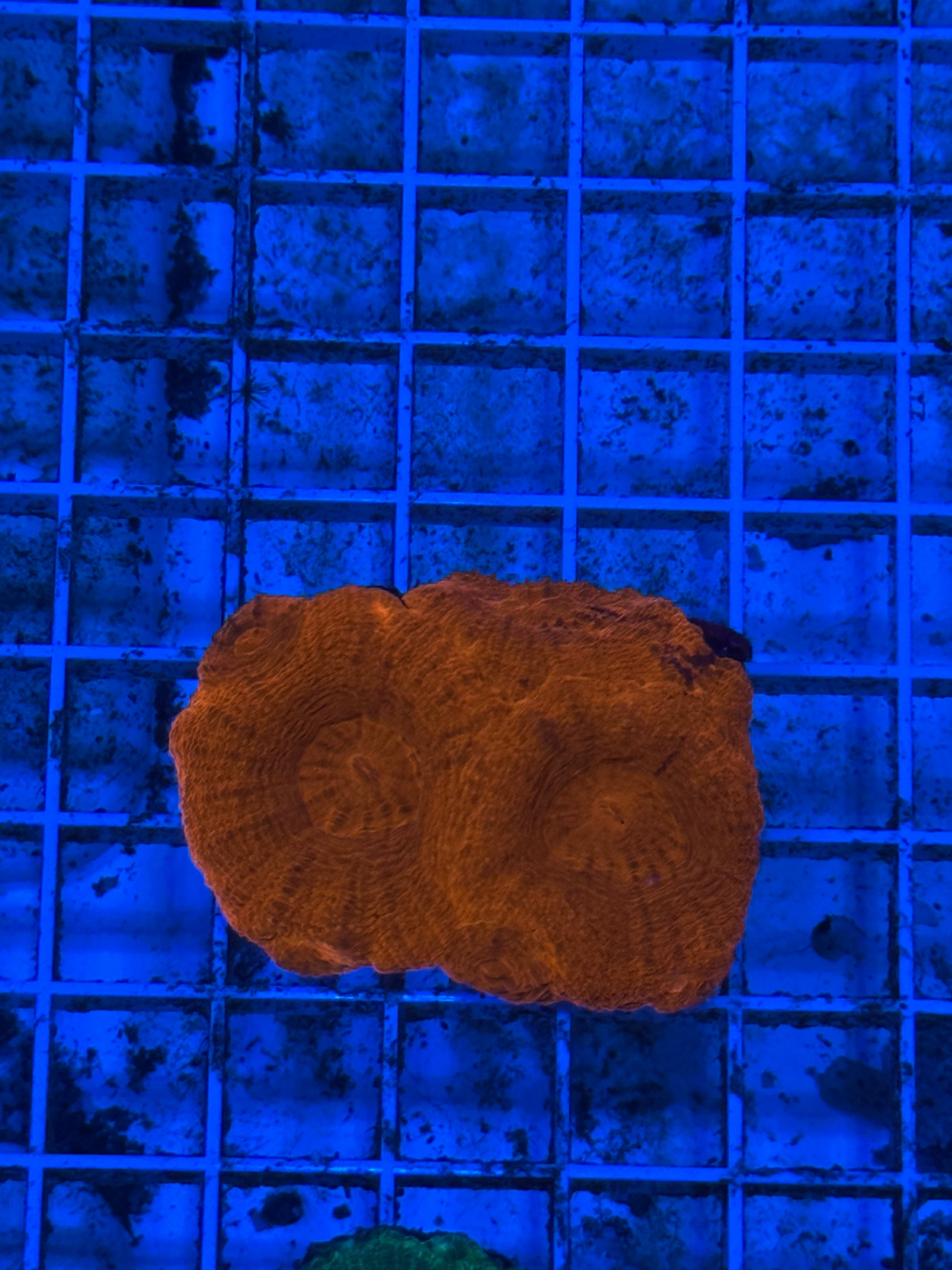 Bowerbanki Ultra Orange Frag