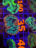 Trachyphyllia Ultra WYSIWYG coral