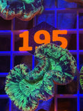 Trachyphyllia Ultra WYSIWYG coral