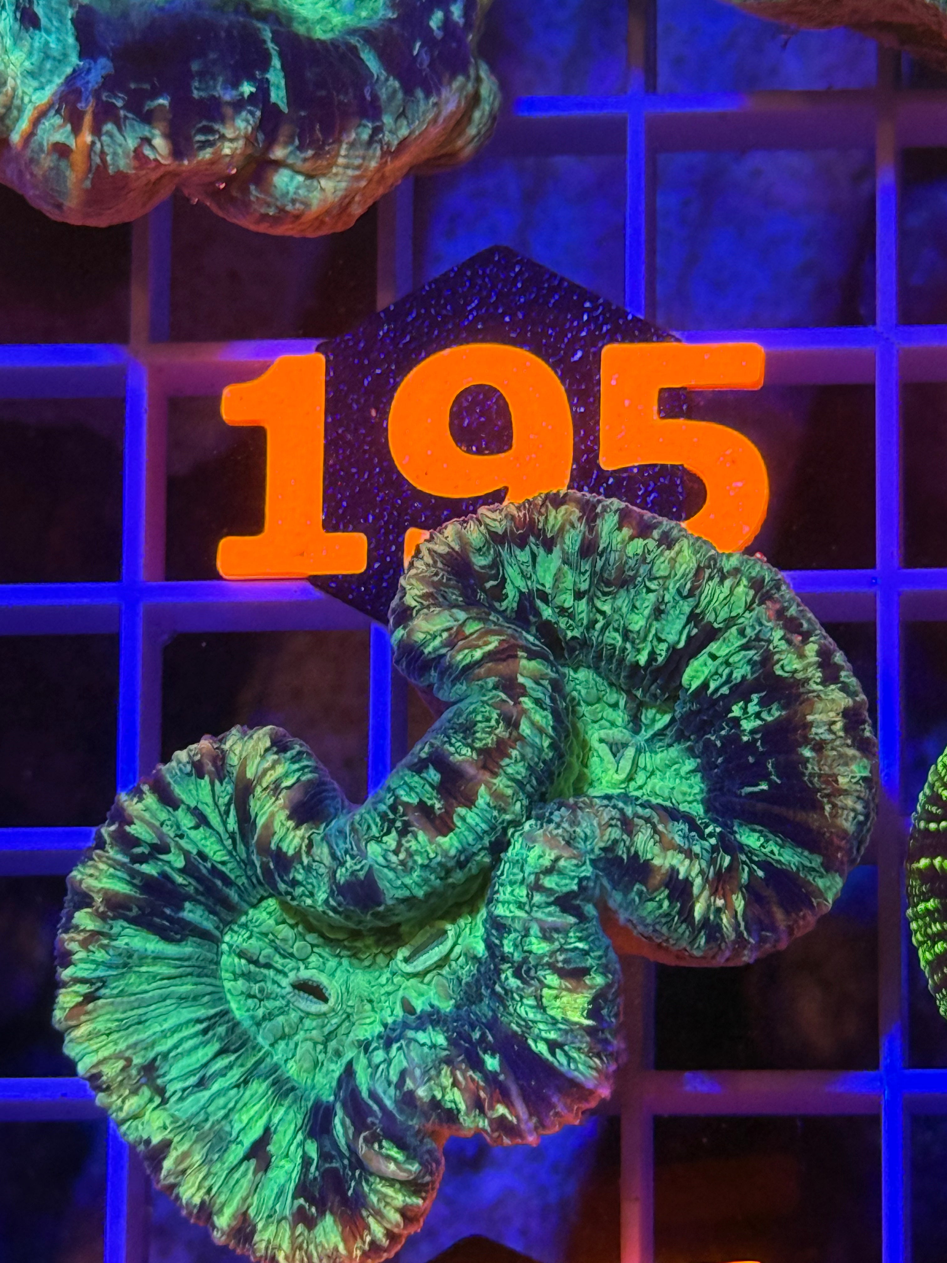 Trachyphyllia Ultra WYSIWYG coral