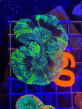 Trachyphyllia Ultra WYSIWYG coral