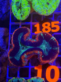 Trachyphyllia Ultra WYSIWYG coral