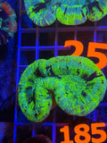 Trachyphyllia Ultra WYSIWYG coral