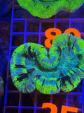Trachyphyllia Ultra WYSIWYG coral