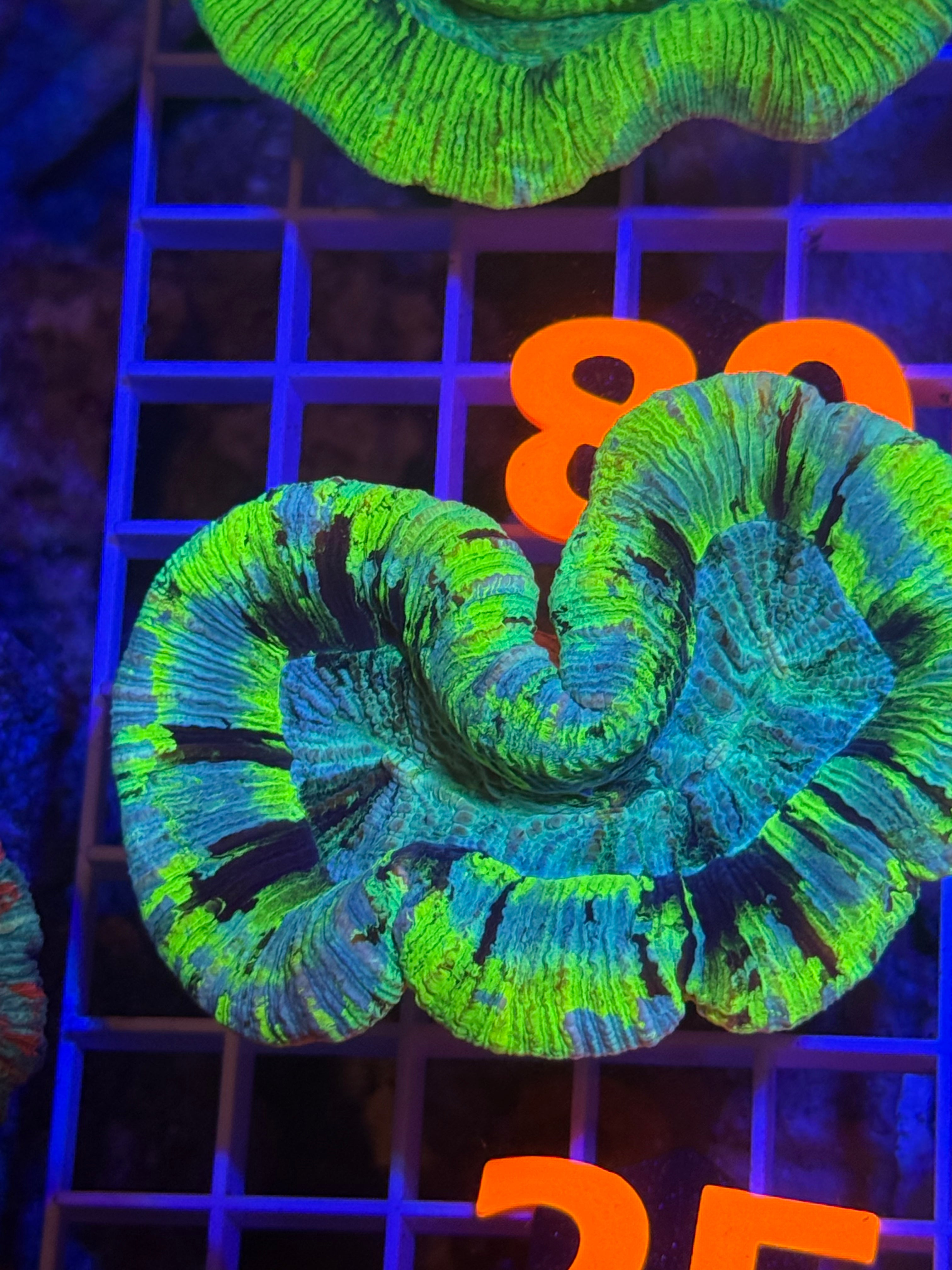 Trachyphyllia Ultra WYSIWYG coral