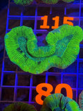 Trachyphyllia Ultra WYSIWYG coral