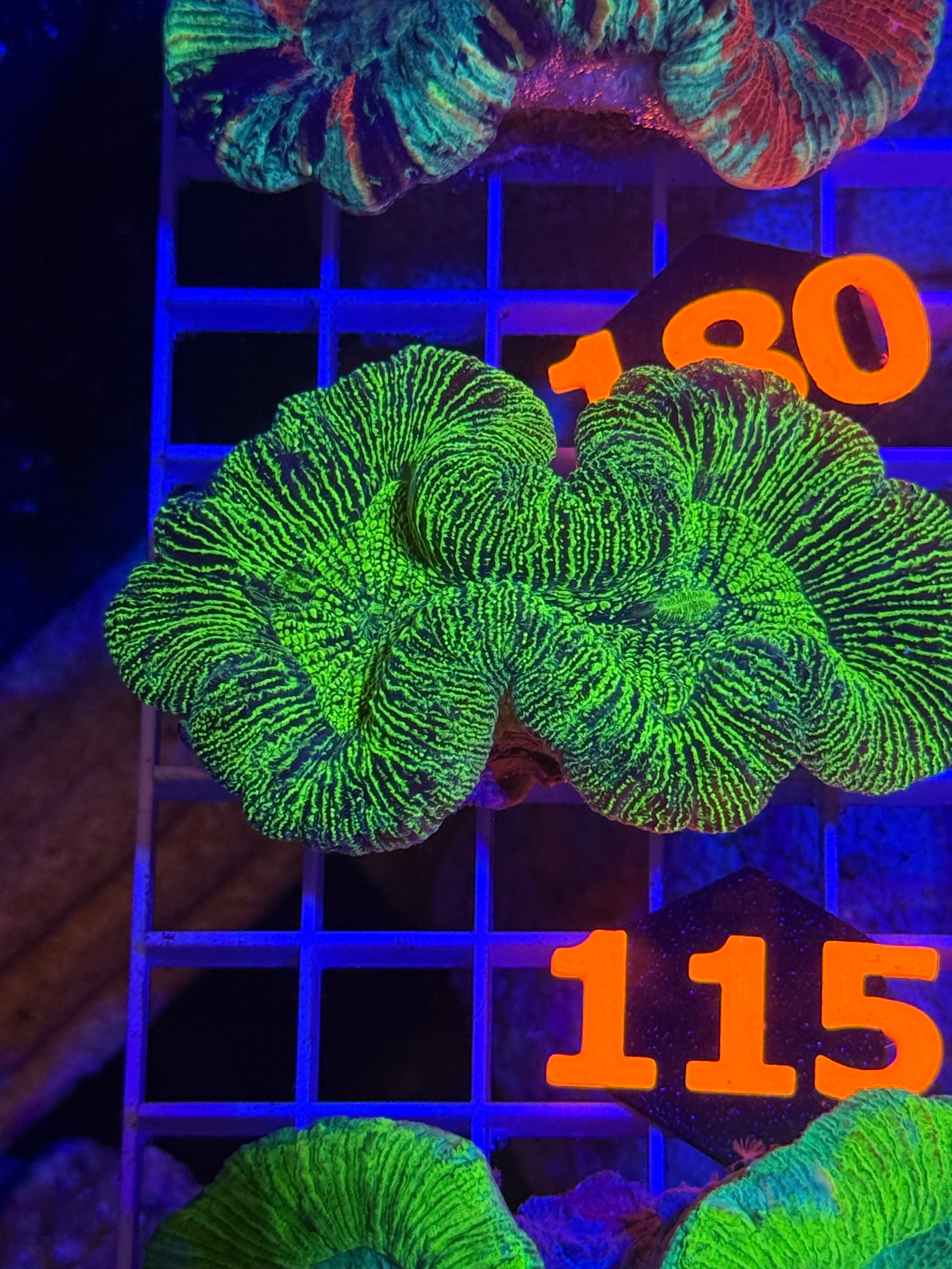 Trachyphyllia Ultra WYSIWYG coral