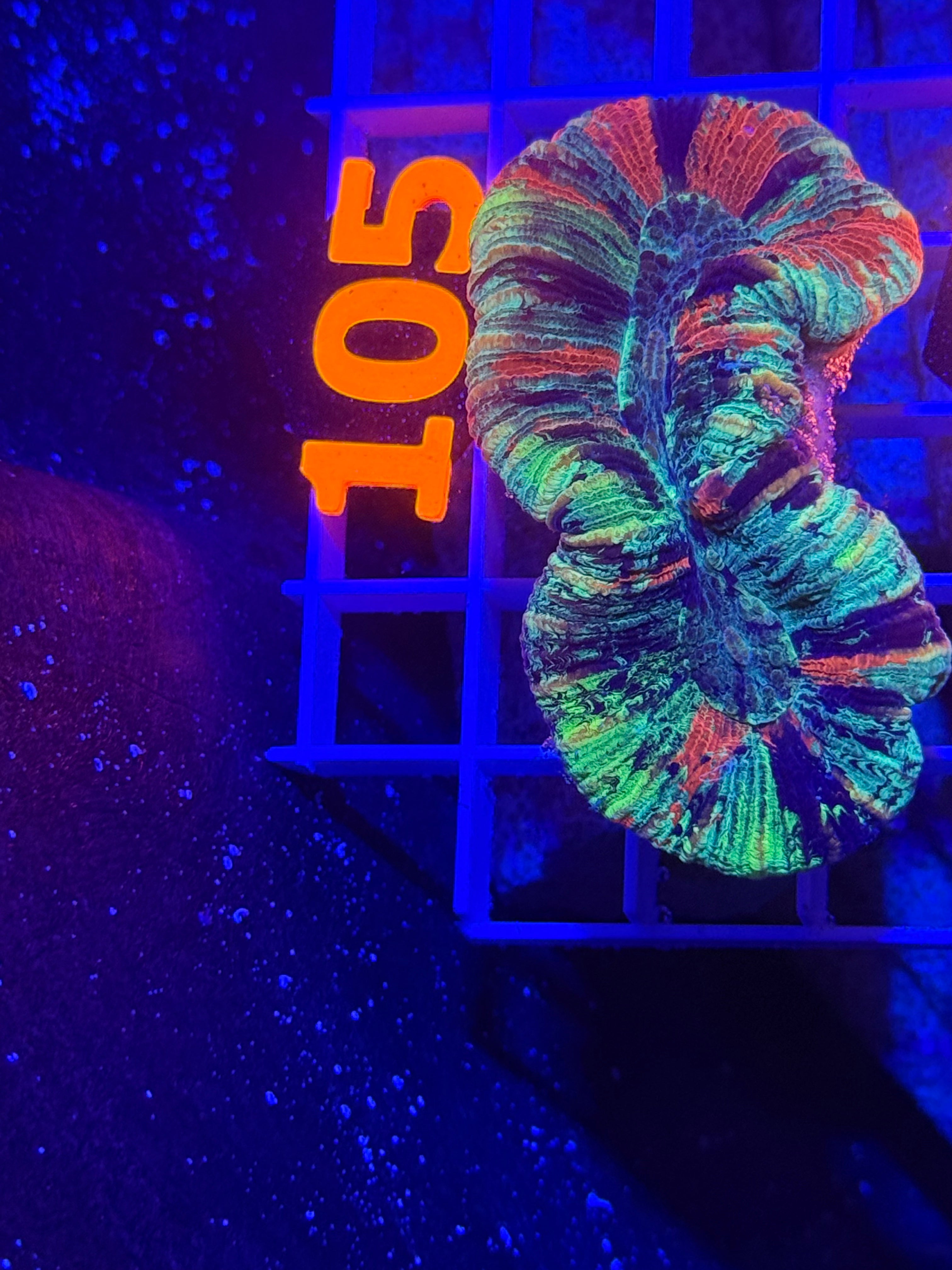 Trachyphyllia Ultra WYSIWYG coral