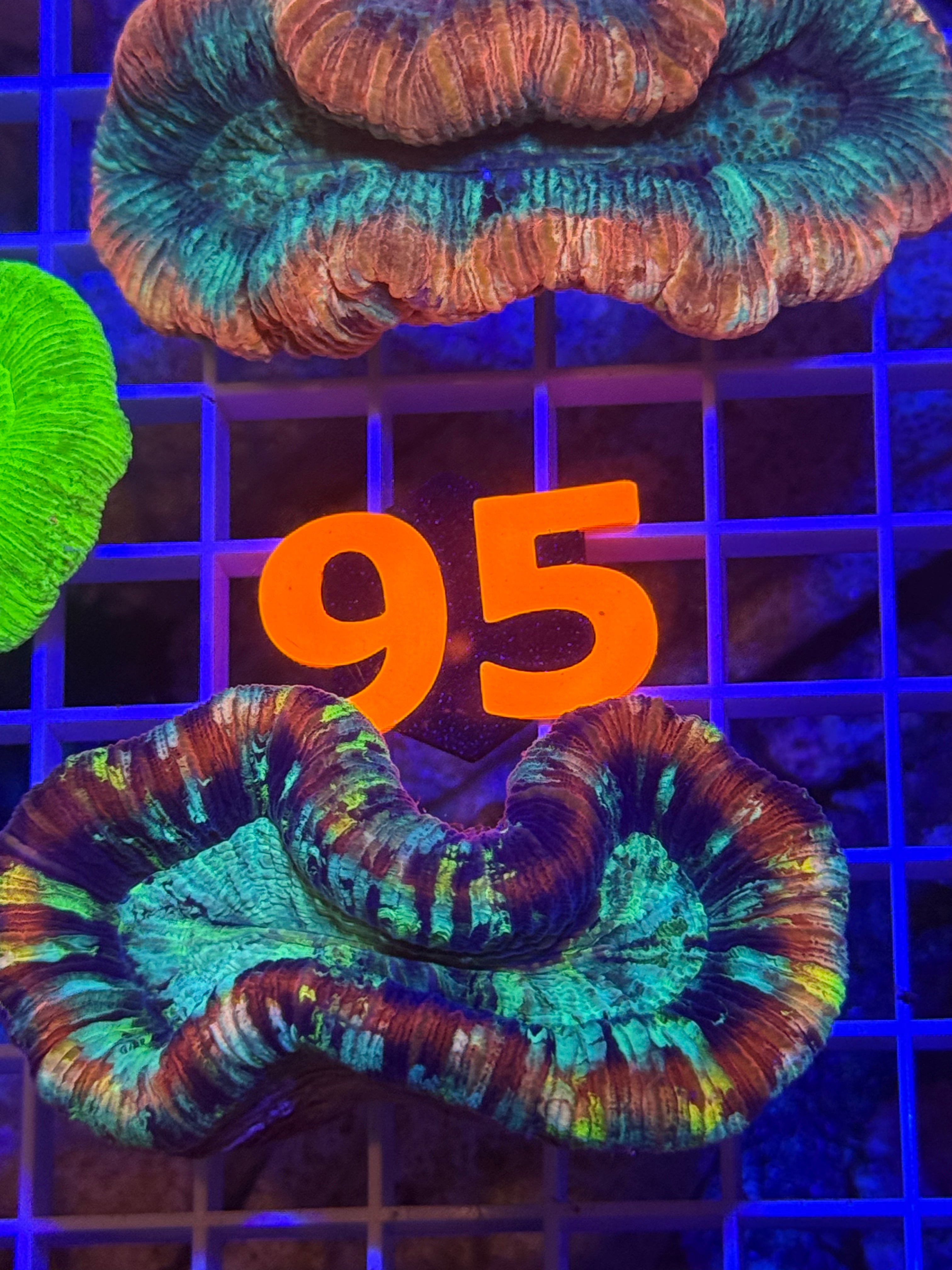 Trachyphyllia Ultra WYSIWYG coral
