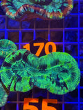 Trachyphyllia Ultra WYSIWYG coral