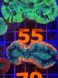 Trachyphyllia Ultra WYSIWYG coral