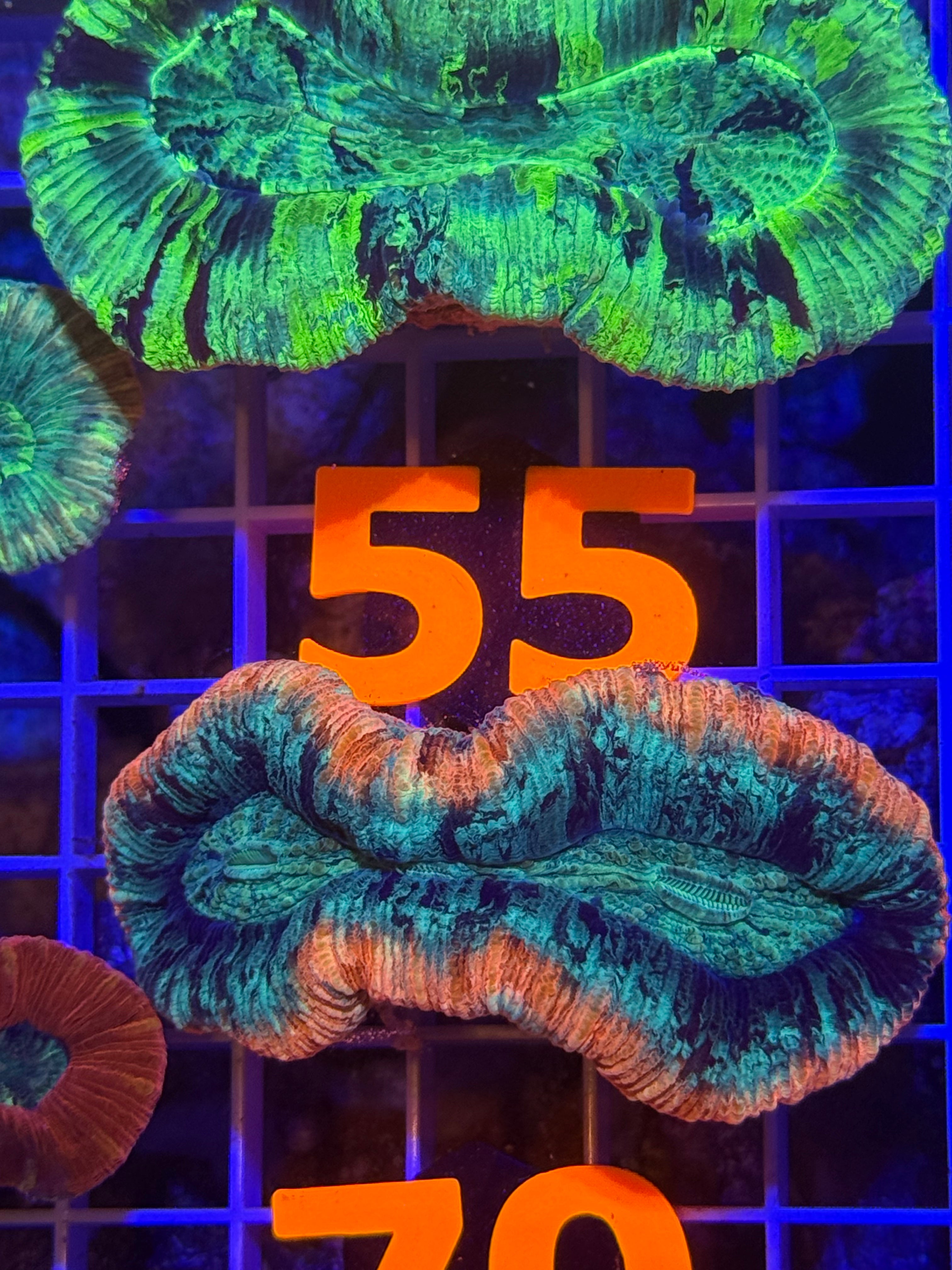 Trachyphyllia Ultra WYSIWYG coral