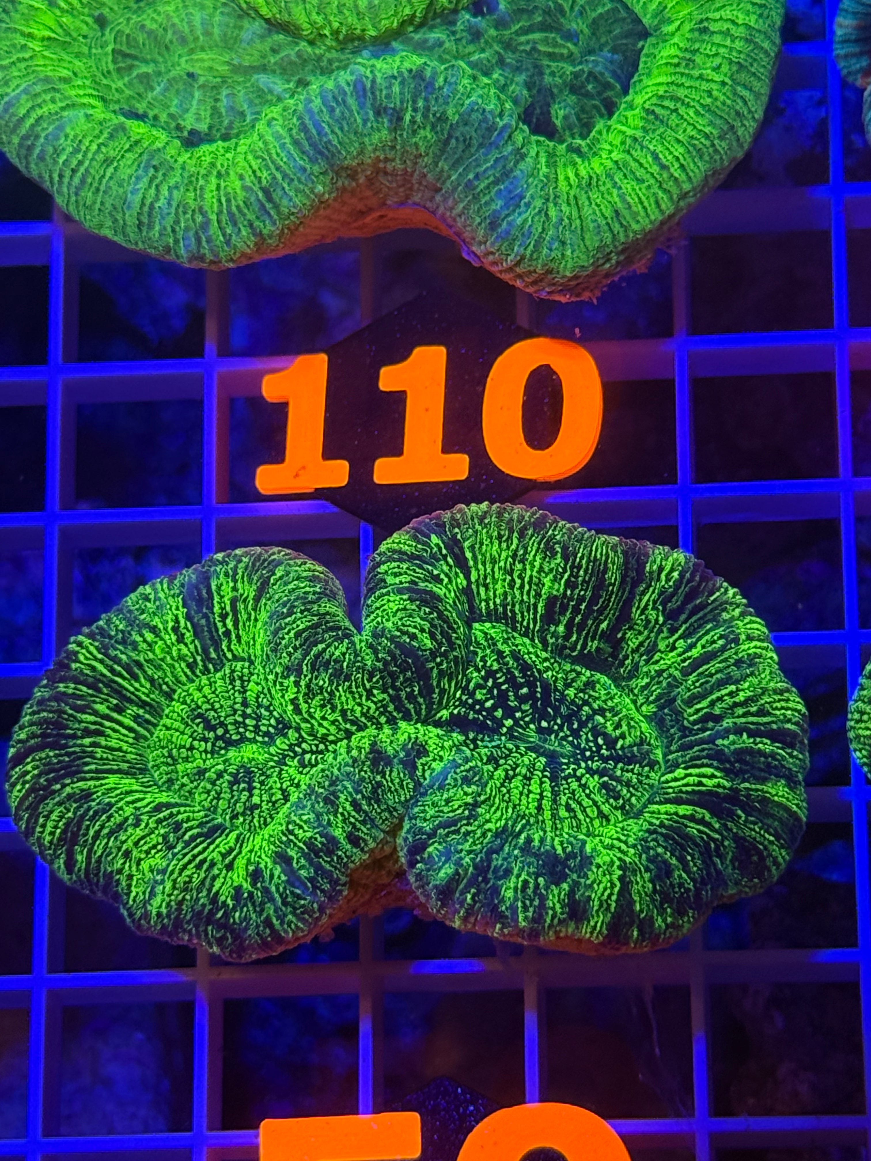 Trachyphyllia Ultra WYSIWYG coral