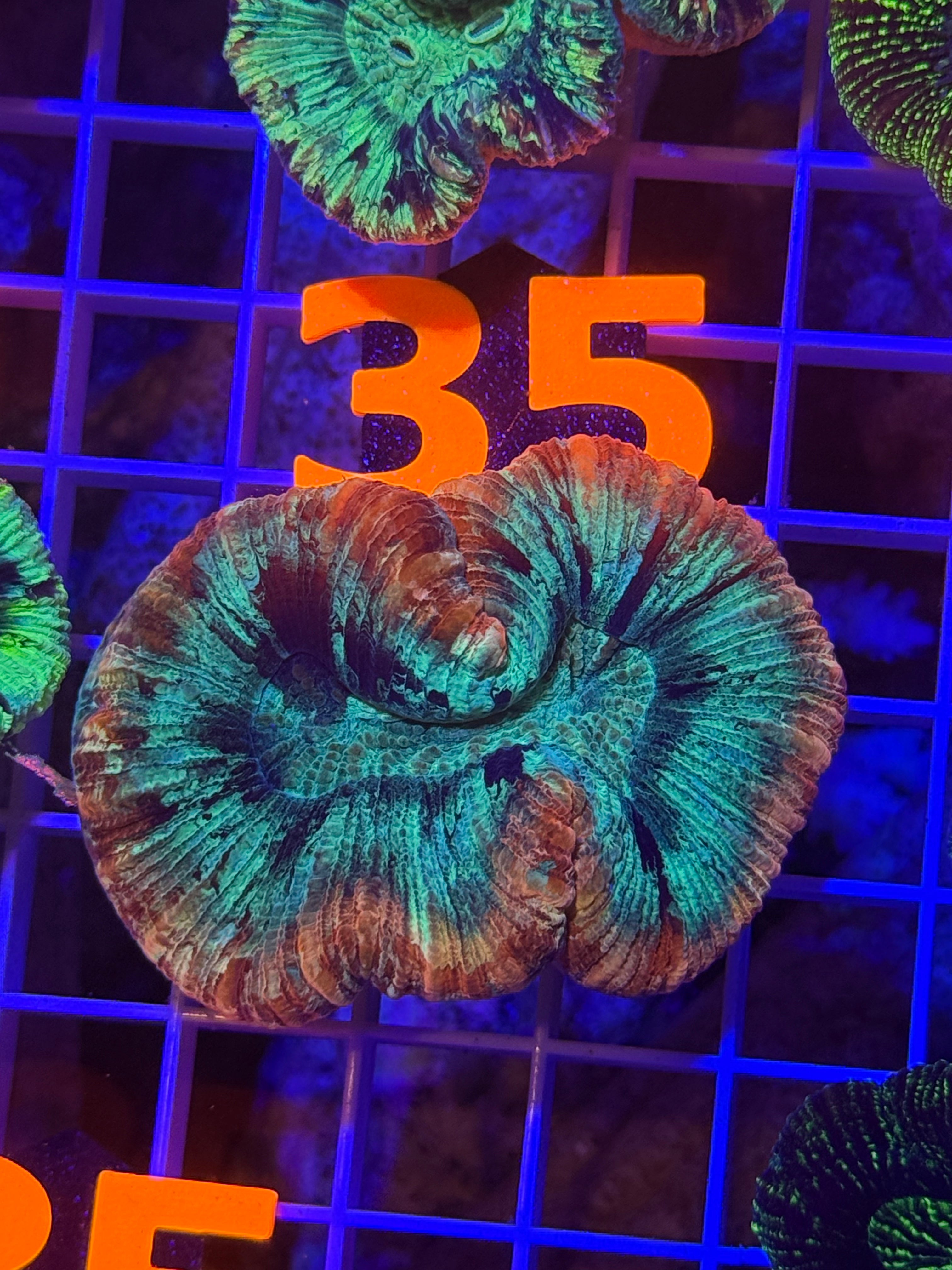 Trachyphyllia Ultra WYSIWYG coral