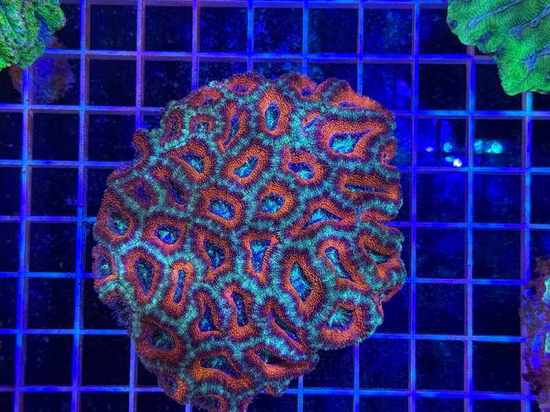 Acan Lord Ultra Colony - WYSIWYG IMG_3874