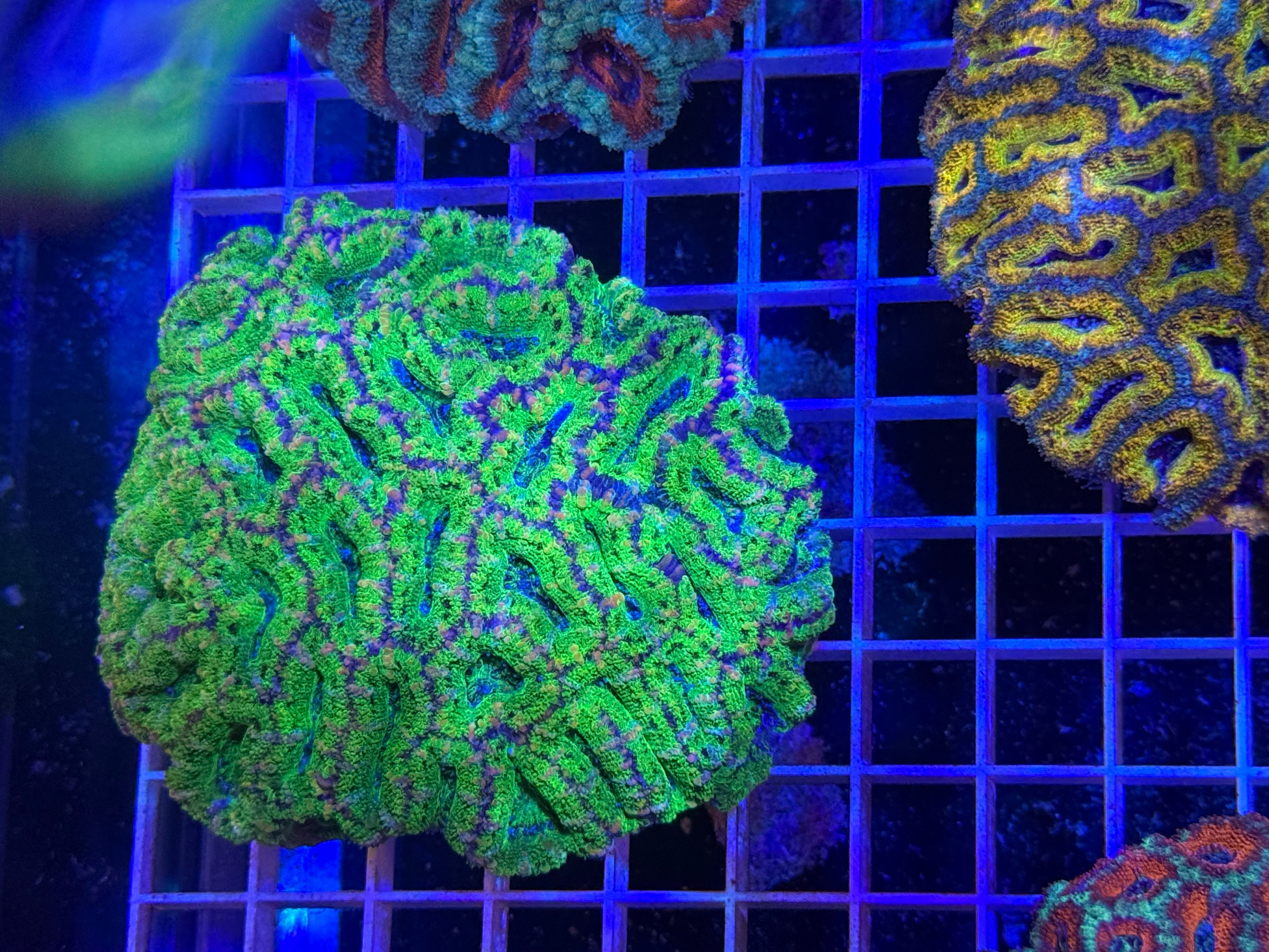 Acan Lord Ultra Colony - WYSIWYG IMG_3875