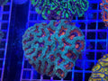 Acan Lord Ultra Colony - WYSIWYG IMG_3876