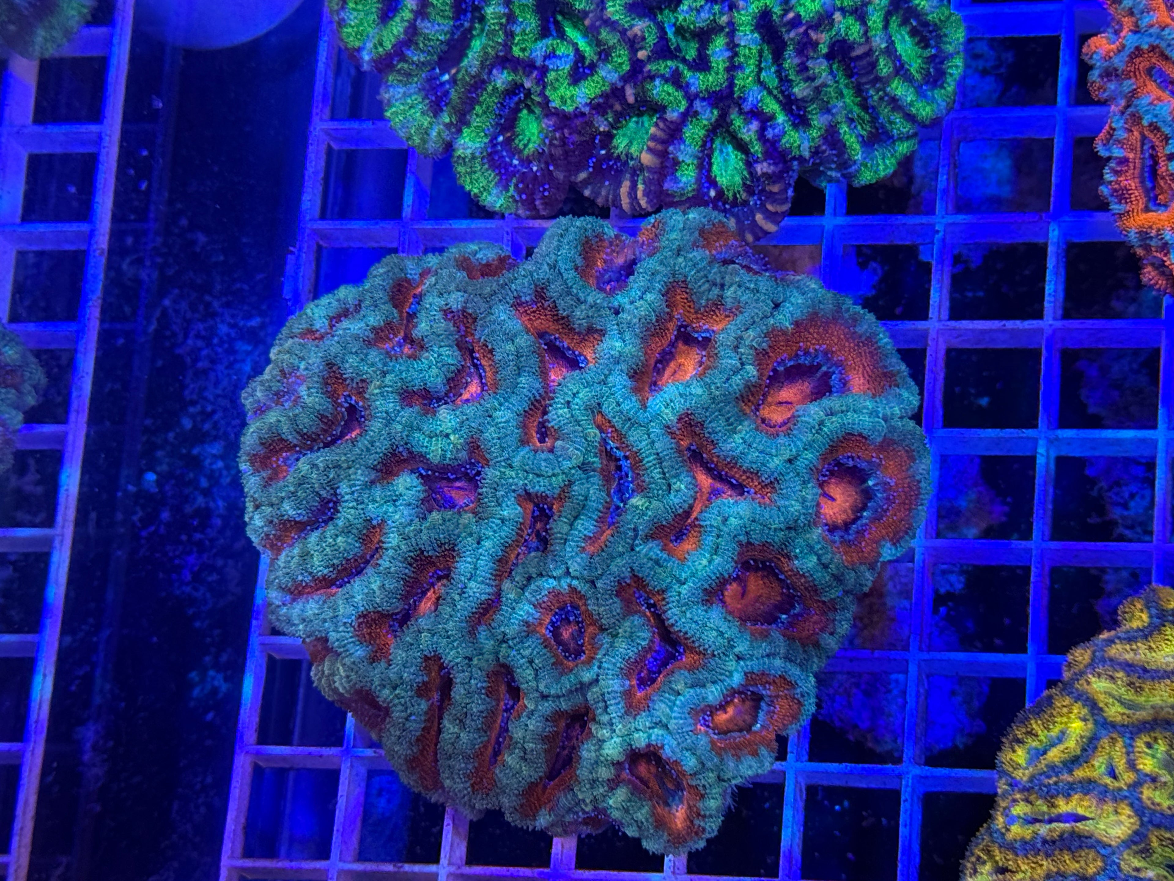Acan Lord Ultra Colony - WYSIWYG IMG_3876
