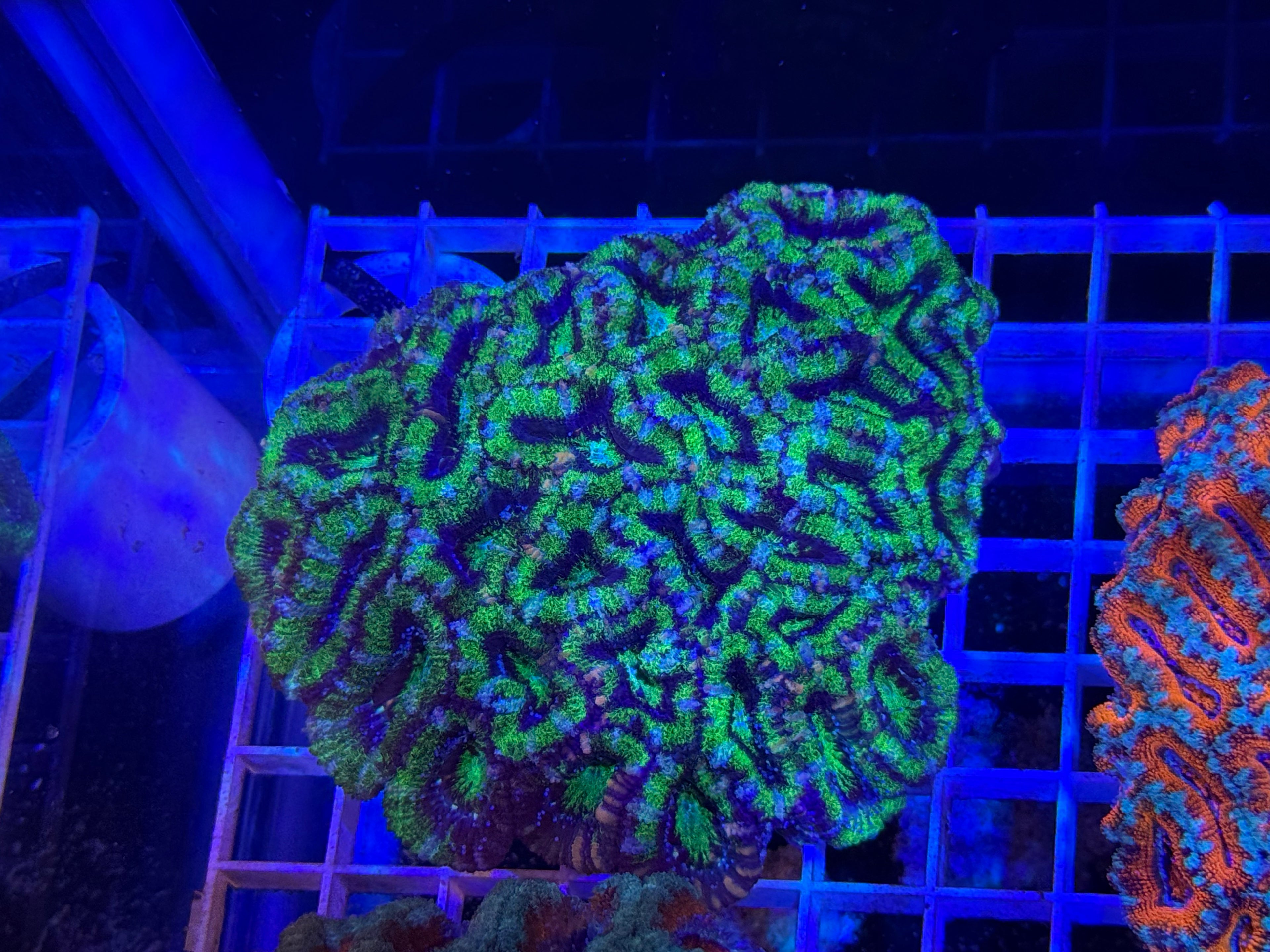 Acan Lord Ultra Colony - WYSIWYG IMG_3877