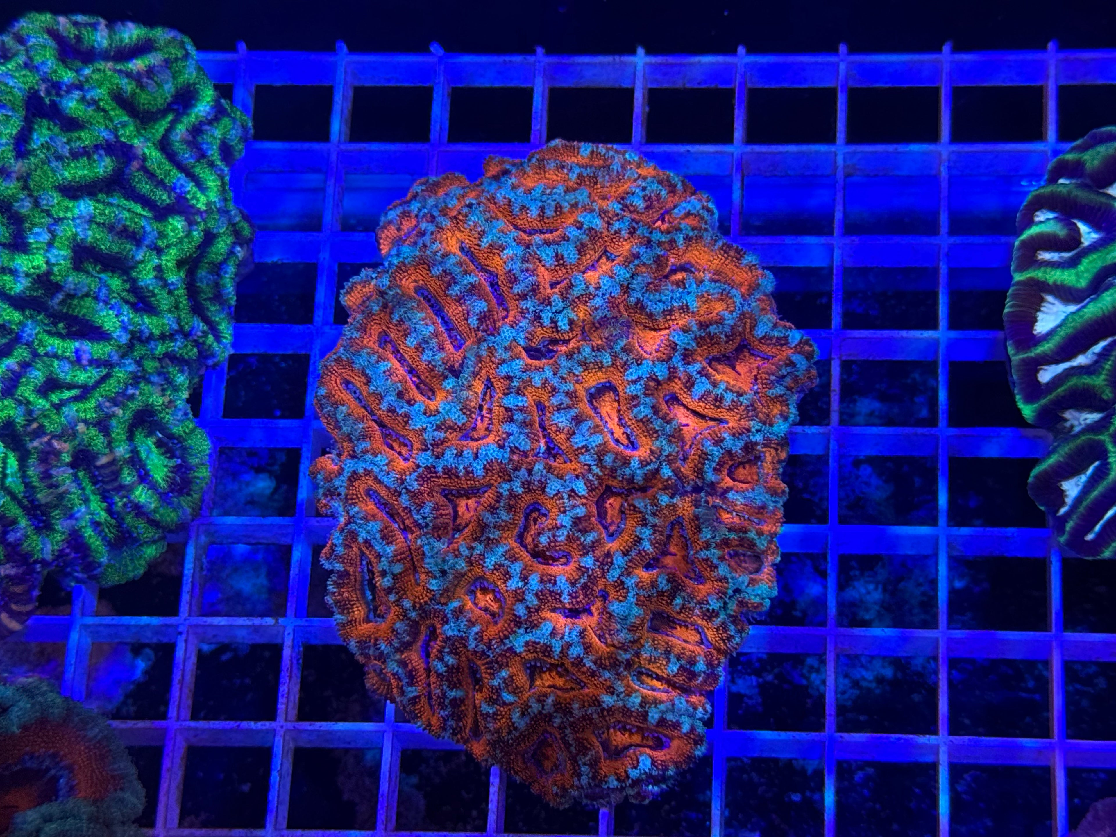 Acan Lord Ultra Colony - WYSIWYG IMG_3878
