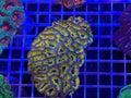 Acan Lord Ultra Colony - WYSIWYG IMG_3879